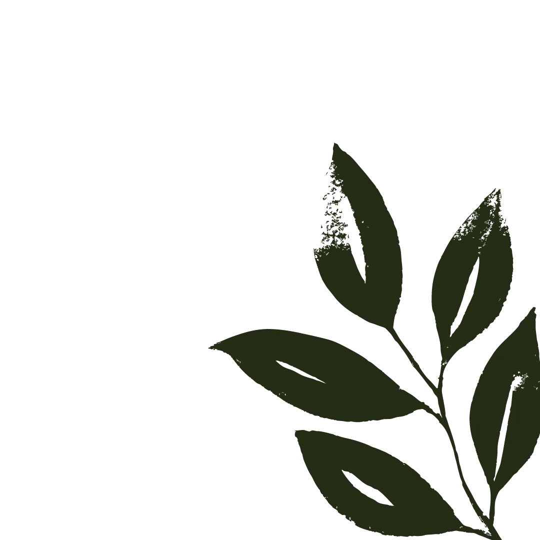 Botanical illustration representing our natural approach